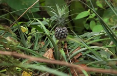 Ananas comosus