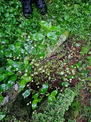 Melicytus micranthus