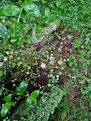 Melicytus micranthus