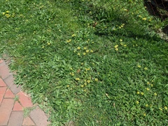 Arctotheca calendula