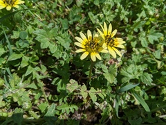 Arctotheca calendula
