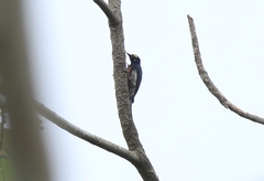 Melanerpes cruentatus