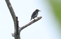 Melanerpes cruentatus
