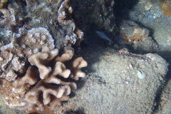 Canthigaster jactator