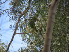 Glossopsitta concinna