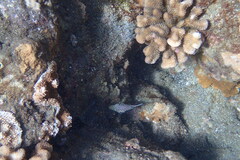 Canthigaster jactator