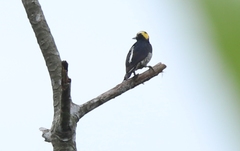 Melanerpes cruentatus