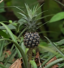 Ananas comosus