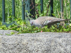 Ocyphaps lophotes