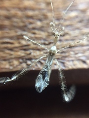 Stenolemus fraterculus