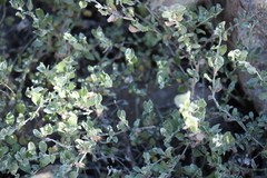 Petrogenia repens