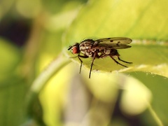 Anthomyia punctipennis