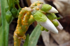 Puccinia mariae-wilsoniae