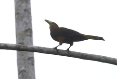 Psarocolius angustifrons