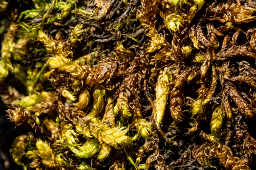 Gollania turgens