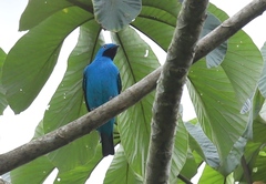 Cotinga maynana