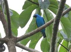 Cotinga maynana