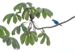 Cotinga maynana