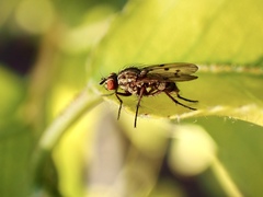 Anthomyia punctipennis