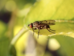 Anthomyia punctipennis