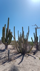 Stenocereus thurberi