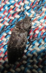 Agrypnus murinus