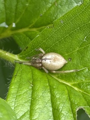 Cheiracanthium gracile