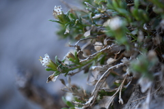 Perityle bisetosa scalaris