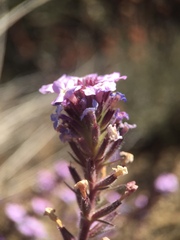 Verbena lasiostachys