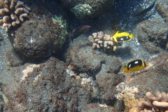 Acanthurus nigrofuscus