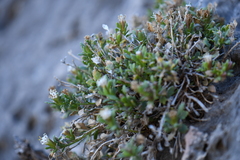 Perityle bisetosa scalaris
