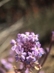 Verbena lasiostachys