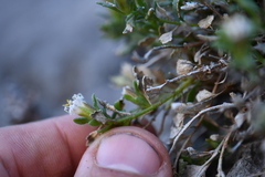 Perityle bisetosa scalaris