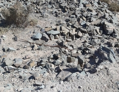 Hemorrhois hippocrepis