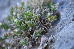 Perityle bisetosa scalaris