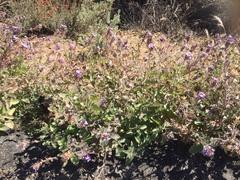 Verbena lasiostachys