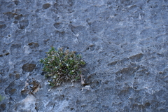 Perityle bisetosa scalaris