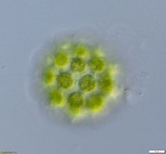 Coelastrum pulchrum