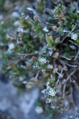 Perityle bisetosa scalaris