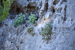 Perityle bisetosa scalaris