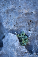 Perityle bisetosa scalaris