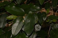 Celtis conferta amblyphylla
