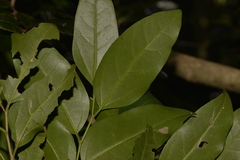 Celtis conferta amblyphylla