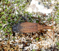 Dicranocephalus