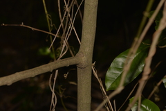 Celtis conferta amblyphylla