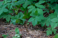 Puccinia aegopodii