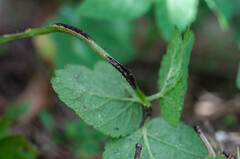 Puccinia aegopodii