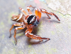 Thiania