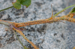 Puccinia violae