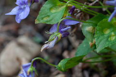 Puccinia violae